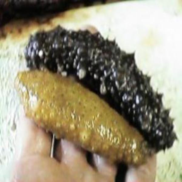 Shop Sea Cucumber
