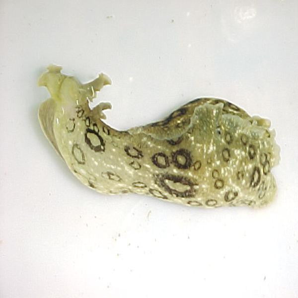 Get Sea Hare
