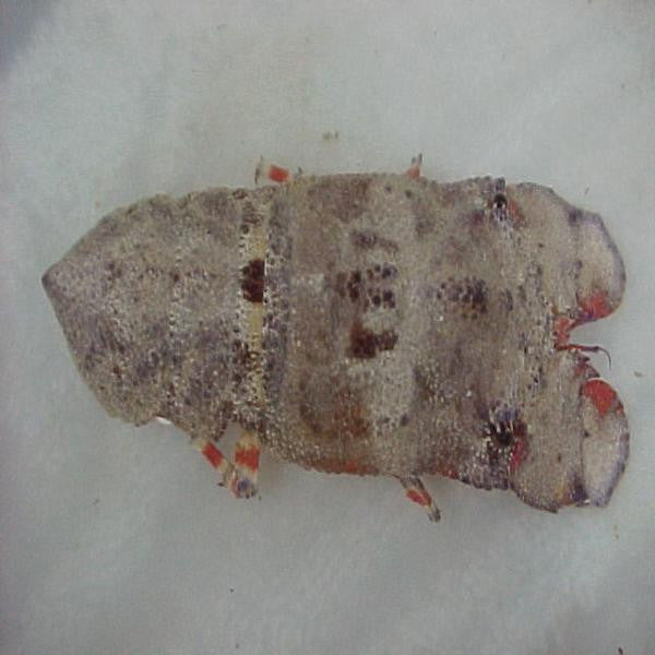 Shovelnose Lobster (SM 1-3 inches)