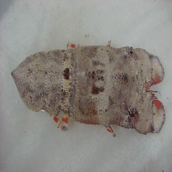 Shop Shovelnose Lobster