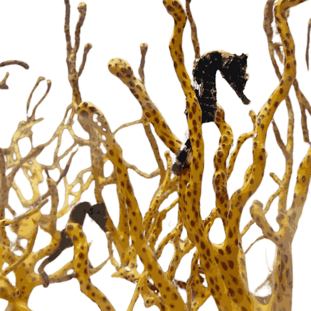 Tank Raised Seahorse