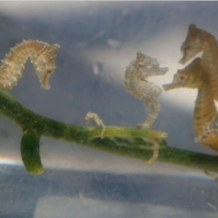 Dwarf Sea Horse 2 Pair