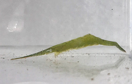 Arrow Shrimp