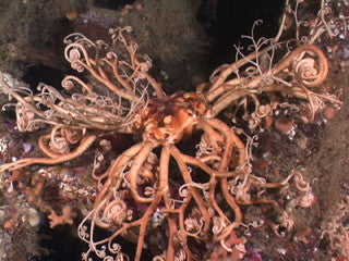 Buy Basket Starfish