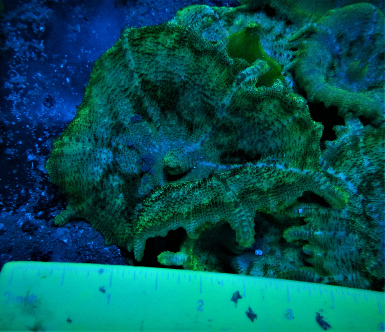 Purchase Green Umbrella Mushroom Neglecta