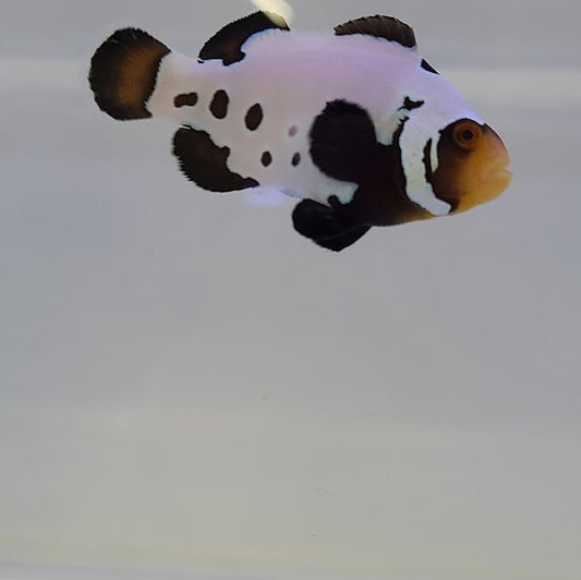 Tank Raised Black Frostbite Clownfish (small/medium)