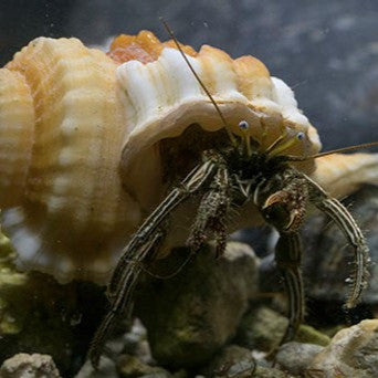 Black Leg Hermit Crab
