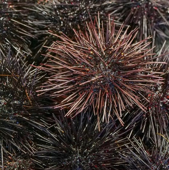 Black Rock Urchin