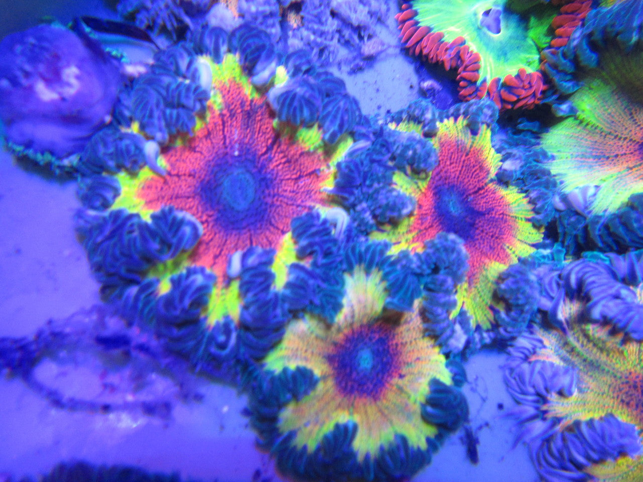 Get Bulls Eye Rasta Ultra Rock Flower Anemone