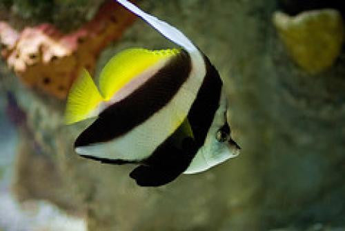 Heniochus Butterfly (small)