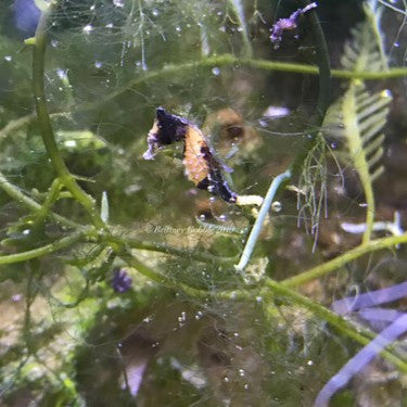 Calico Dwarf Seahorse