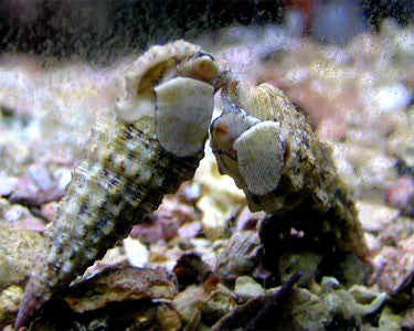 Purchase Crab-less Clean Up Crew