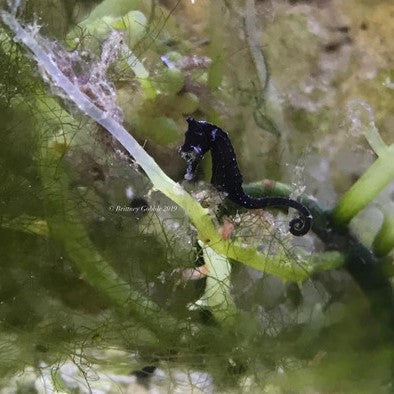 Dwarf Seahorse Colored Male: Green, Yellow, Brown