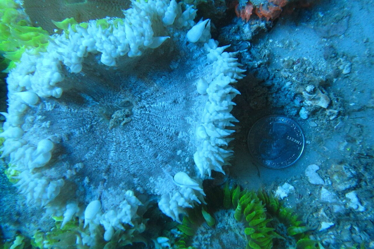 Buy Rock Anemone
