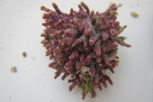 Coralline Algae Cluster