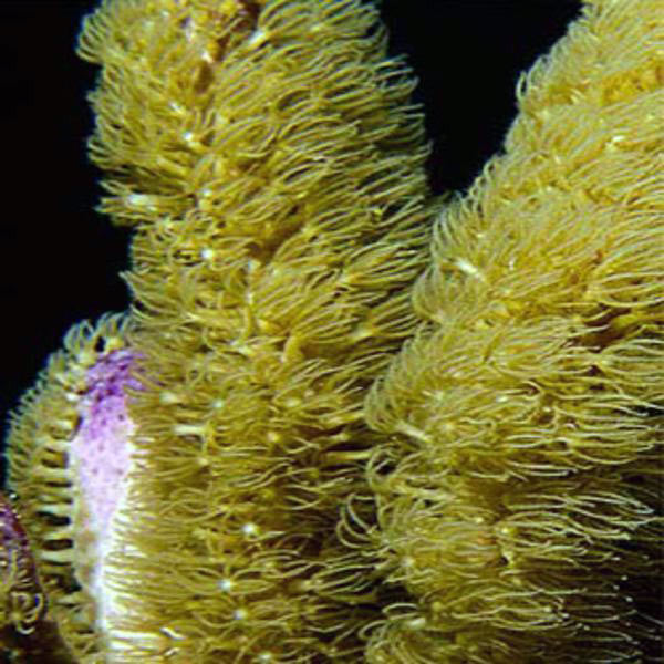 Encrusting Corky Finger Gorgonian (under 10")