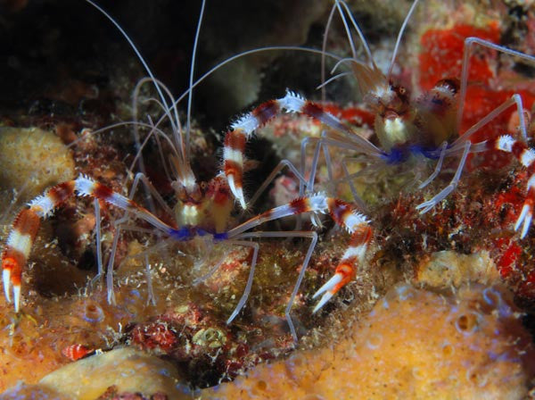 Banded Coral Shrimp (mated pair)