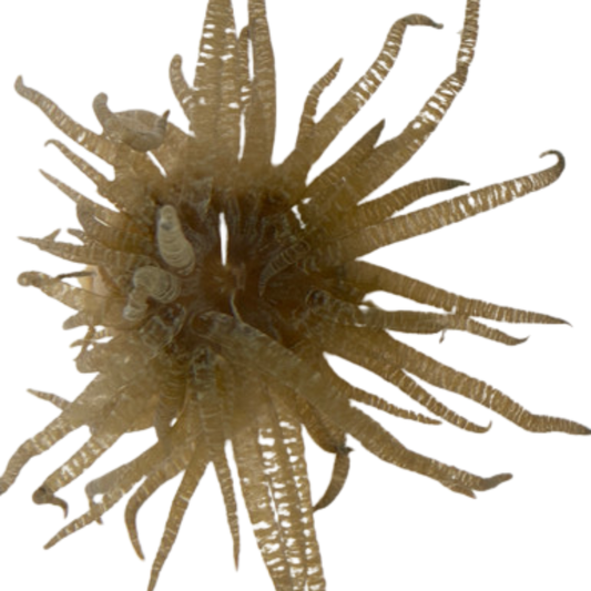 Curlique Anemone