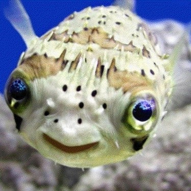 Balloon Puffers/ Spiny Porcupine Fish (2-4 inches)