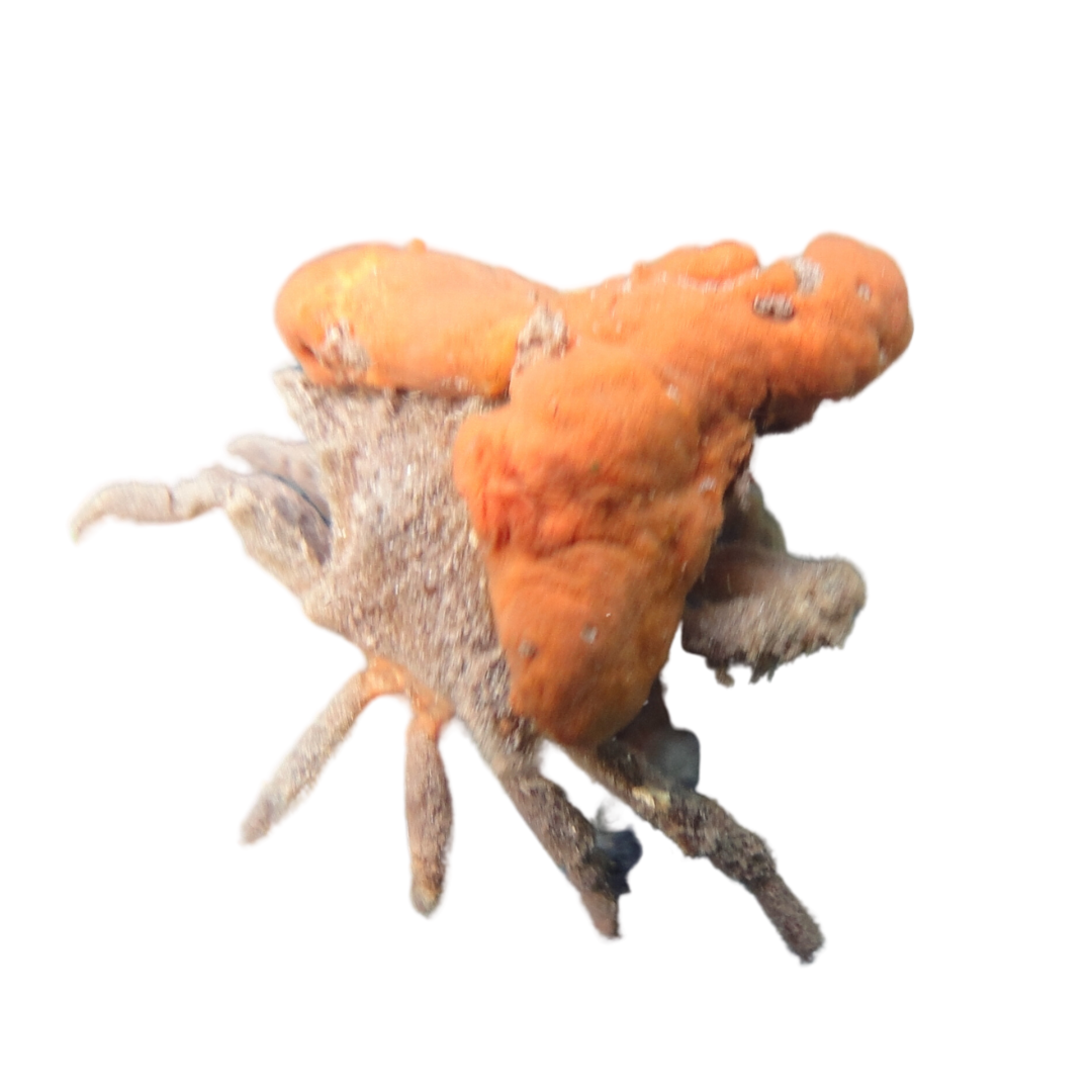 Sponge Decorator Crab