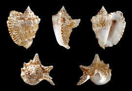 Hawkwing Conch Snail (2-3 inches)