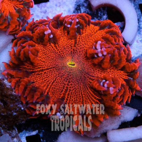 Dragon's Breath Red on Red Ultra Rock Flower Anemone