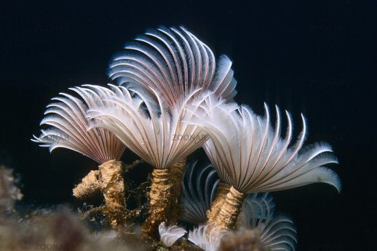Cluster Duster (small)