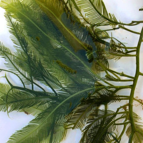 Buy Feather Caulerpa