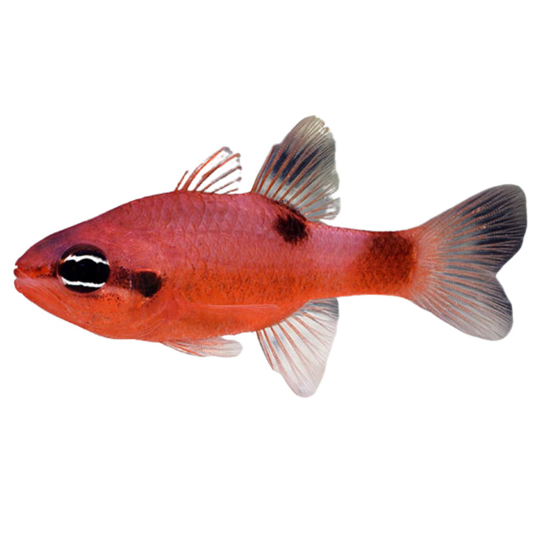 Buy Flame Cardinal