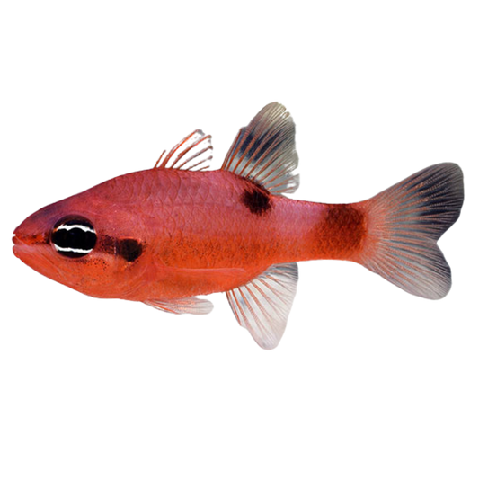 Buy Flame Cardinal