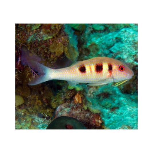Atlantic Goatfish (3-5 inches)