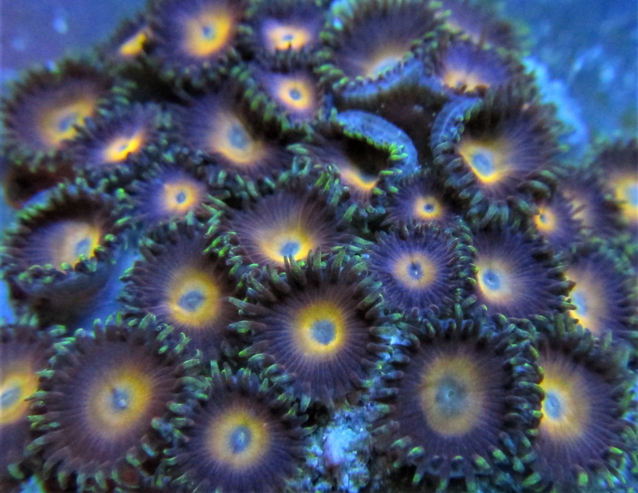 Shop Golden Eye Zoa