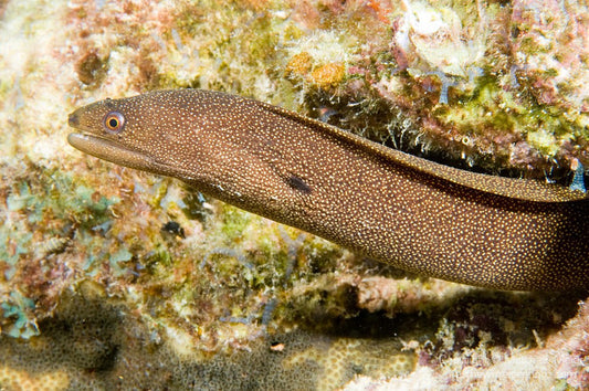 Golden Tail Moray
