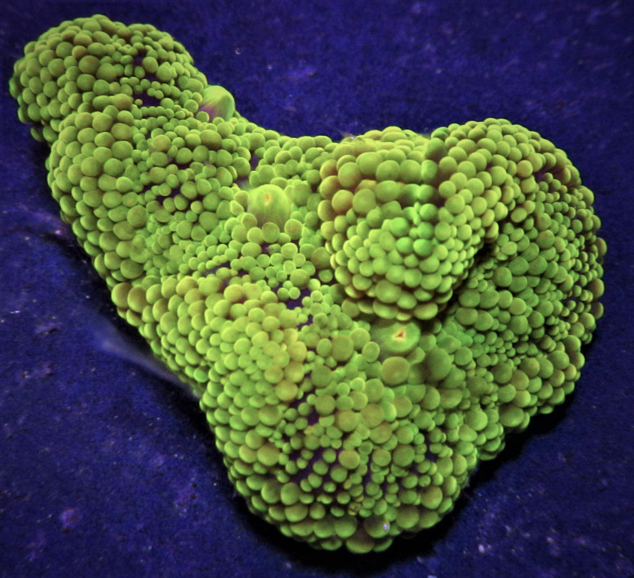 Ricordea Green on Sale