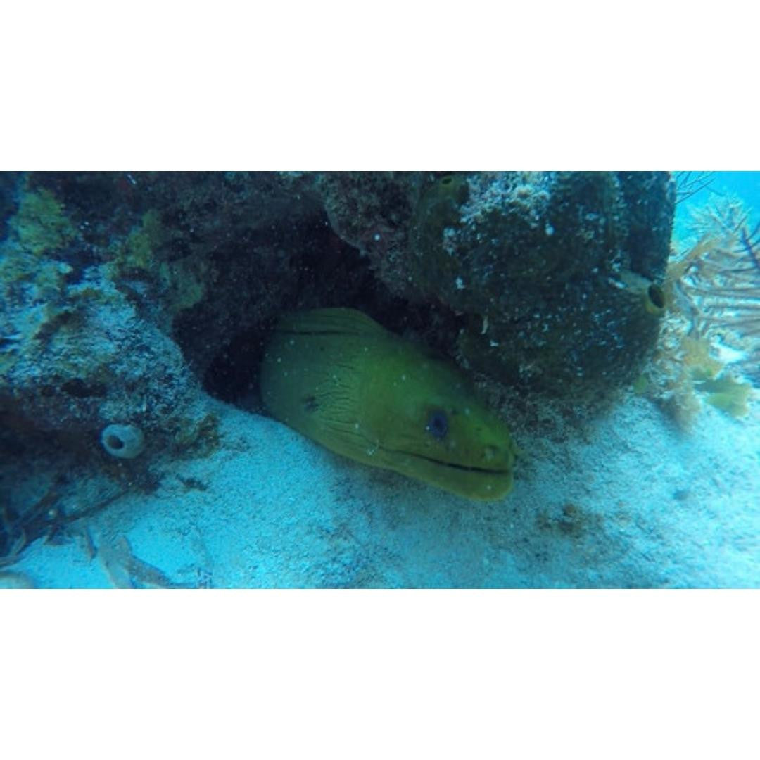 Green Moray (Medium 2- 3 ft.)