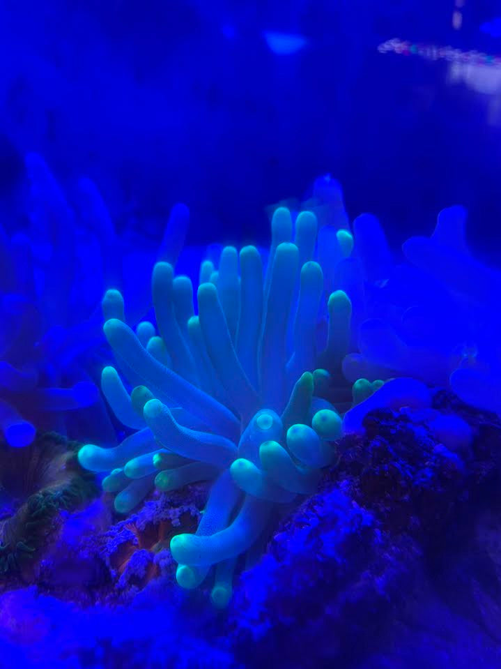 Get Haitian Green Tip Condylactis Anemone
