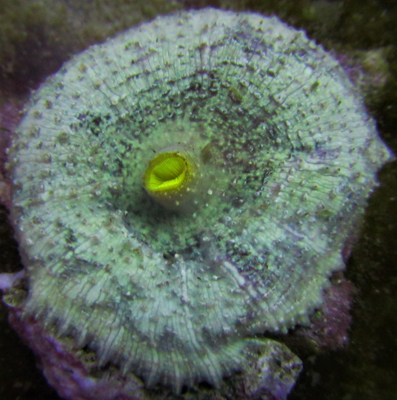 Green Umbrella Mushroom Neglecta (Small/Medium)