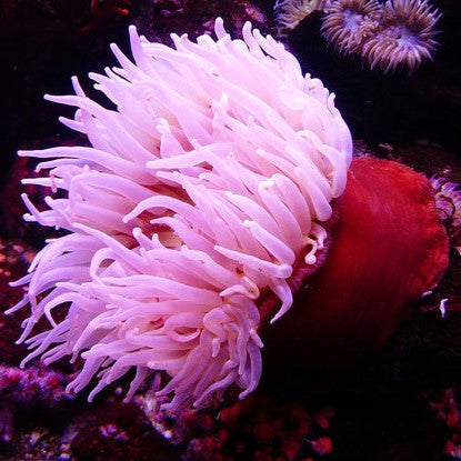 Haitian Pink Tip Condylactis Anemone