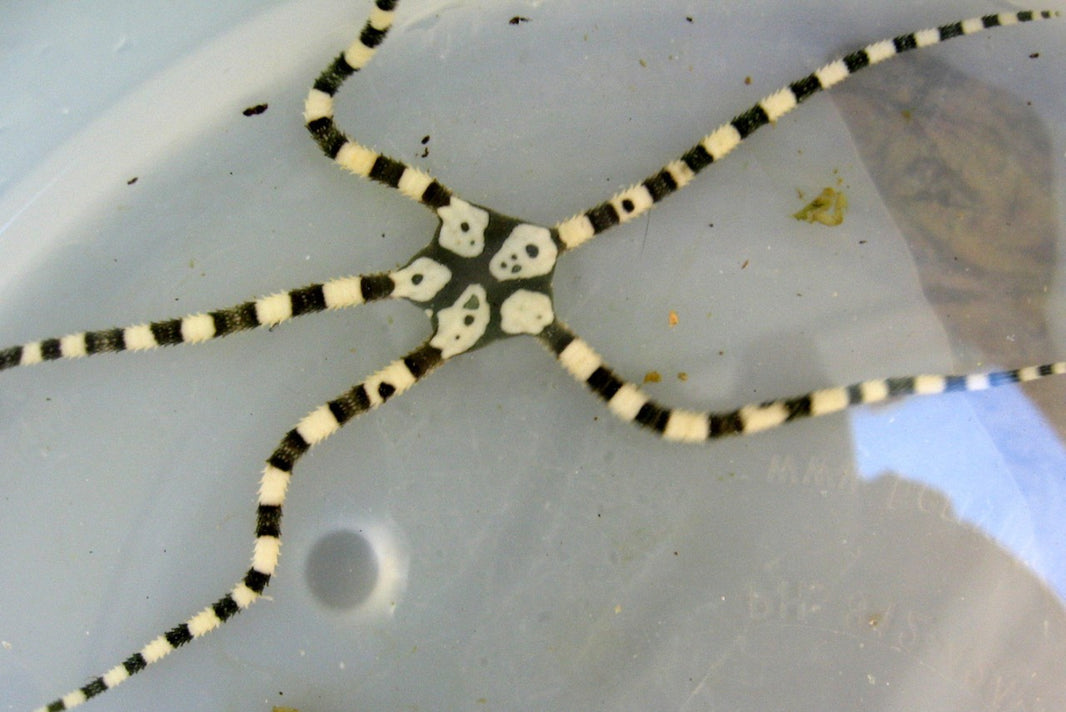 Saltwater Starfish for Sale | Live Starfish | Foxy Saltwater Tropicals