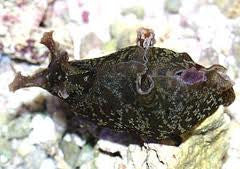 Sea Hare on Sale