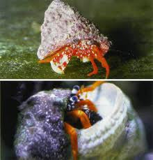 White Claw Hermit Crab