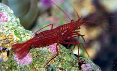 Peppermint Shrimp 5 pack