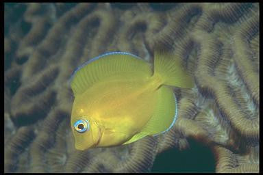 Atlantic Blue Tang (Small) juvenile 1-2.5 inch