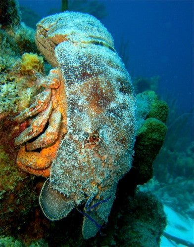 Buy Shovelnose Lobster