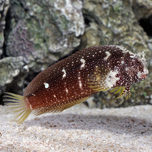 Starry Blenny (small)