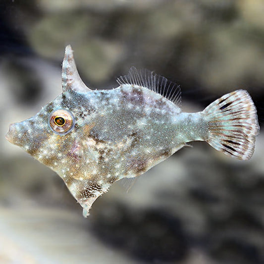 File Fis Filefish For Sale – Foxy Saltwater Tropicals