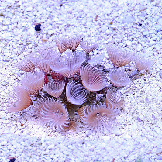 Cluster Duster (small)