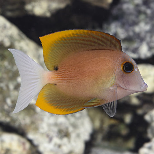 Tomini Bristletooth Tang (medium)