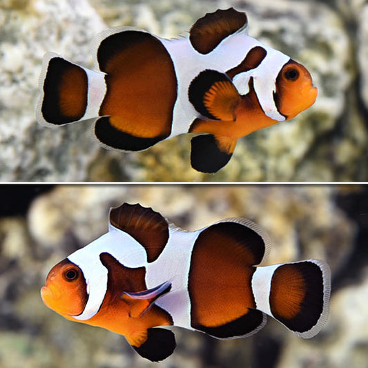 Tank Raised MochaVinci Clownfish (small/medium)