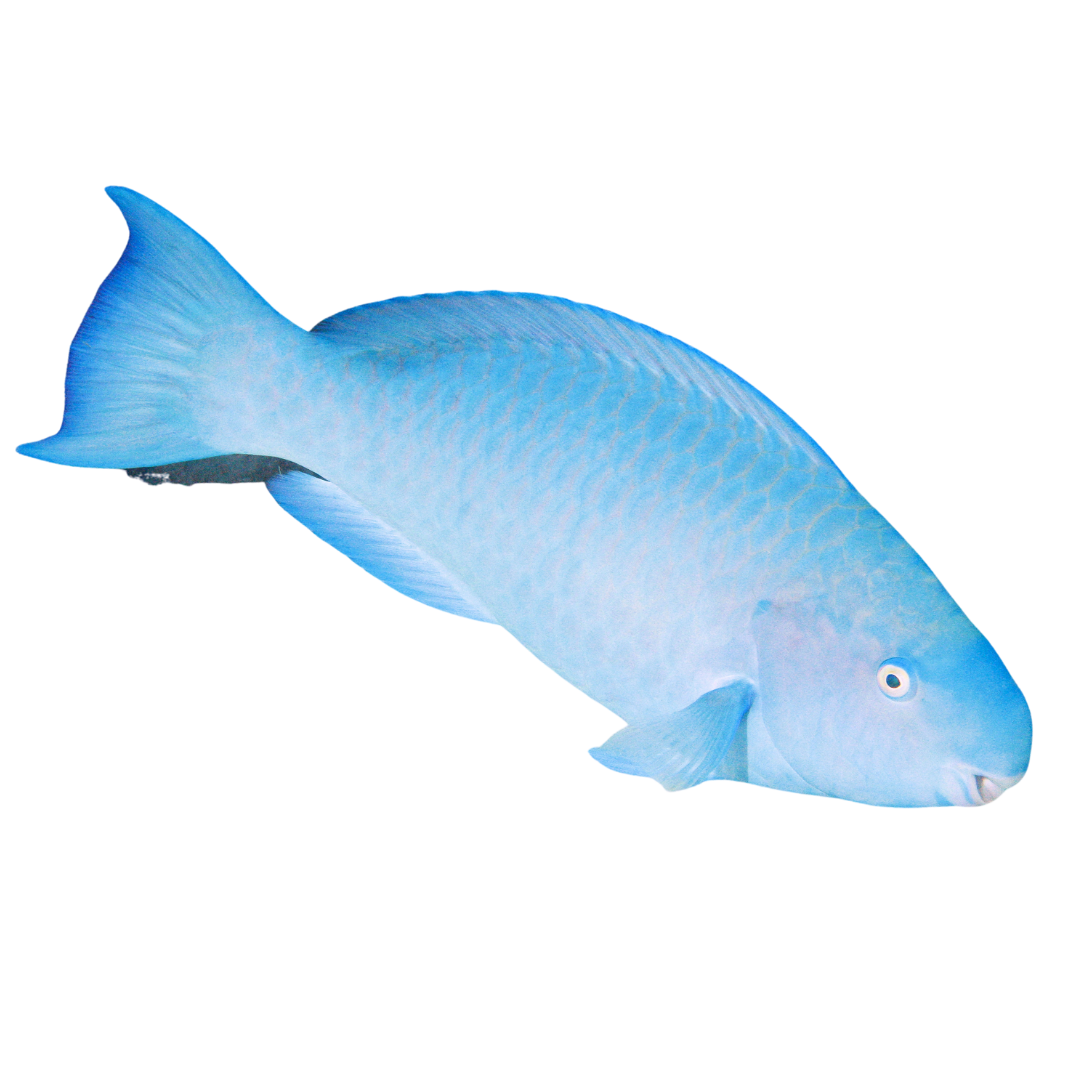 Blue Parrot Medium (3-5")